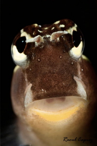 Hellooo ! by Raoul Caprez 